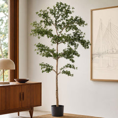 Shady Lady Tree with Shapeable Trunk in Pot styled in a bright mid-century modern Portland sunroom - Whats New Furniture