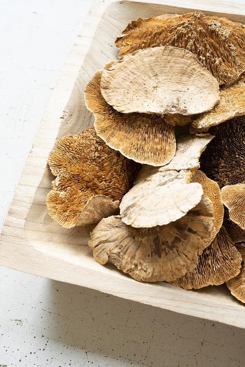 Bag of 48 Dried Sponge Mushrooms by Kalalou - alternate product view 3