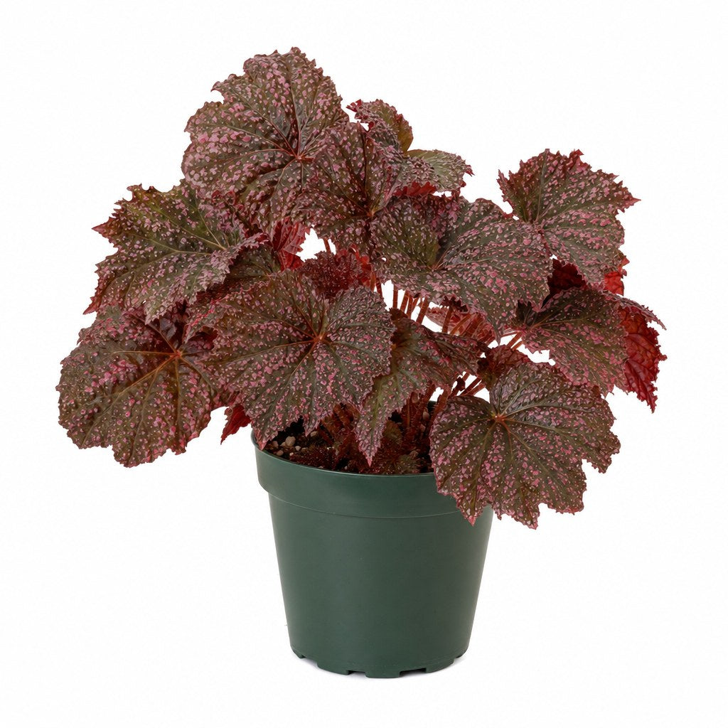 Begonia &