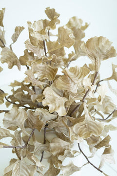 Botanica 
