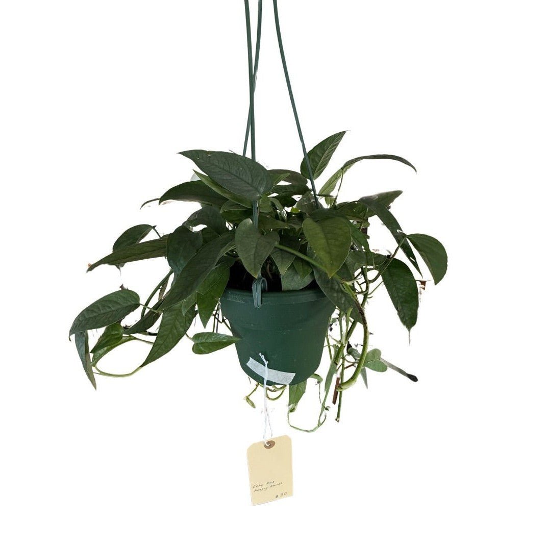 Cebu Blue Pothos - Live Indoor Plant - live indoor plant - Whats New Furniture Portland OR