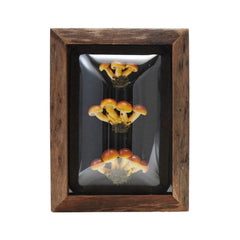 Framed Mushroom Shadow Box Wall Décor, 4 Styles style 2 shown on its own - wall decor by Creative Co-Op - Whats New Furniture Portland OR