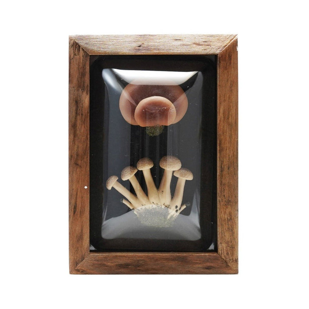 Framed Mushroom Shadow Box Wall Décor, 4 Styles style 3 shown on its own - wall decor by Creative Co-Op - Whats New Furniture Portland OR
