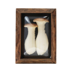 Framed Mushroom Shadow Box Wall Décor, 4 Styles style 1 shown on its own - wall decor by Creative Co-Op - Whats New Furniture Portland OR