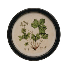 Round Framed Botanical Print Wall Art, 13.75", 4 Styles style 1 shown on its own - wall art by Creative Co-Op - Whats New Furniture Portland OR