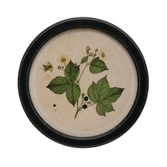 Round Framed Botanical Print Wall Art, 13.75", 4 Styles style 2 shown on its own - wall art by Creative Co-Op - Whats New Furniture Portland OR