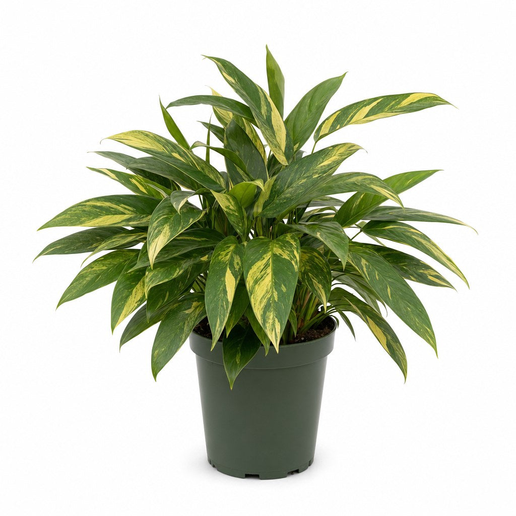Ctenanthe &