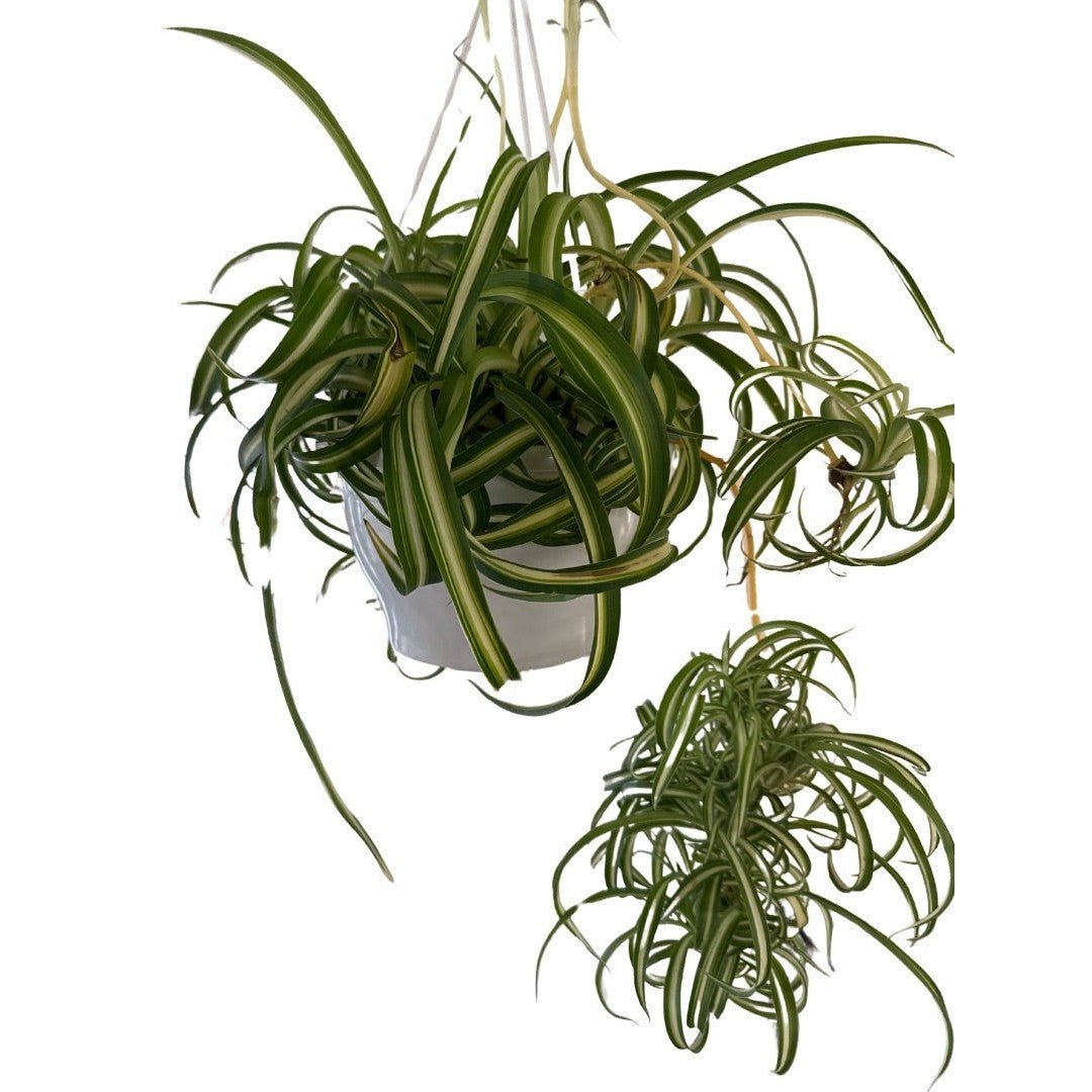 Curly Spider Plant - Live Indoor Plant - live indoor plant - Whats New Furniture Portland OR
