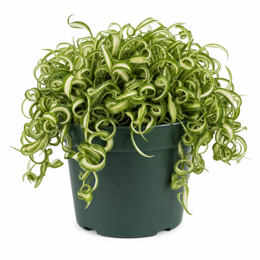 Curly Spider Plant - Live Indoor Plant - live indoor plant - Whats New Furniture Portland OR