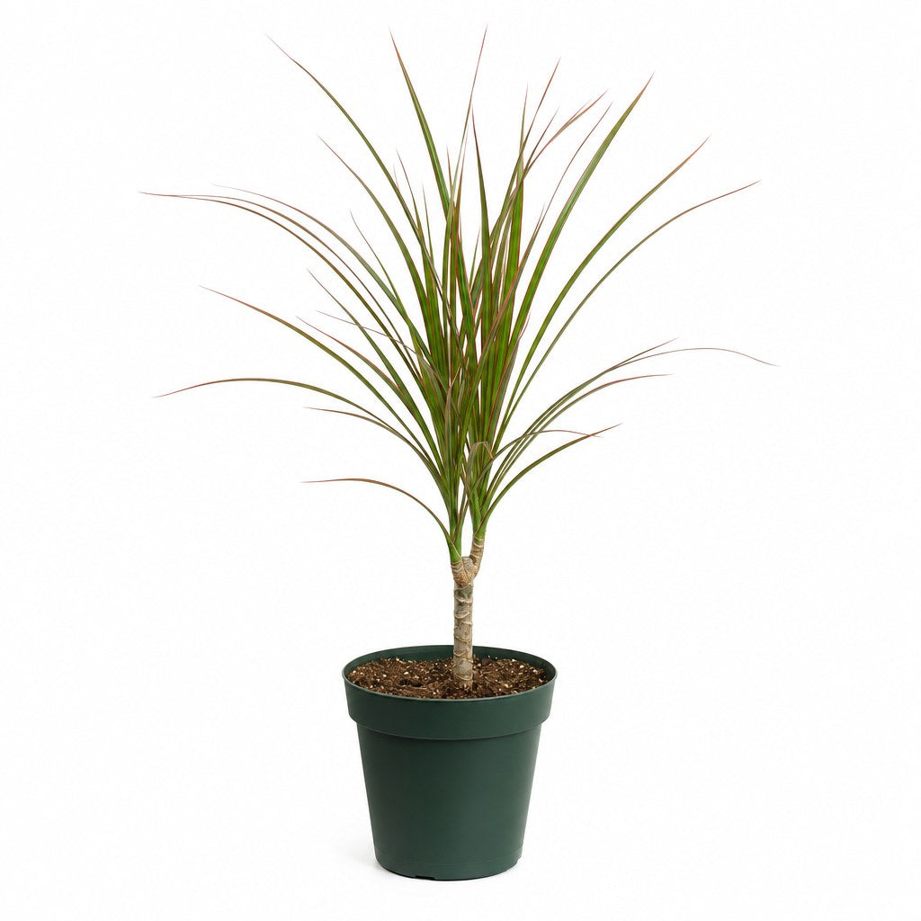 Dragon Tree - Live Indoor Plant - live indoor plant - Whats New Furniture Portland OR