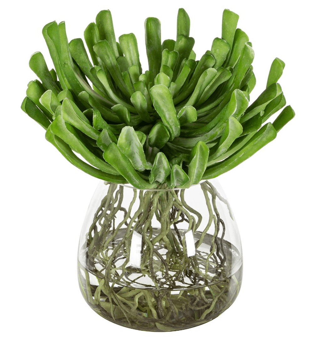 Echeveria w/Roots in Glass Vase in Green Glass - faux echeveria in glass vase - Whats New Furniture Portland OR