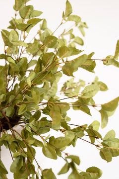 Faux Eucalyptus Stems, 26.5-Inch Stem — view 3