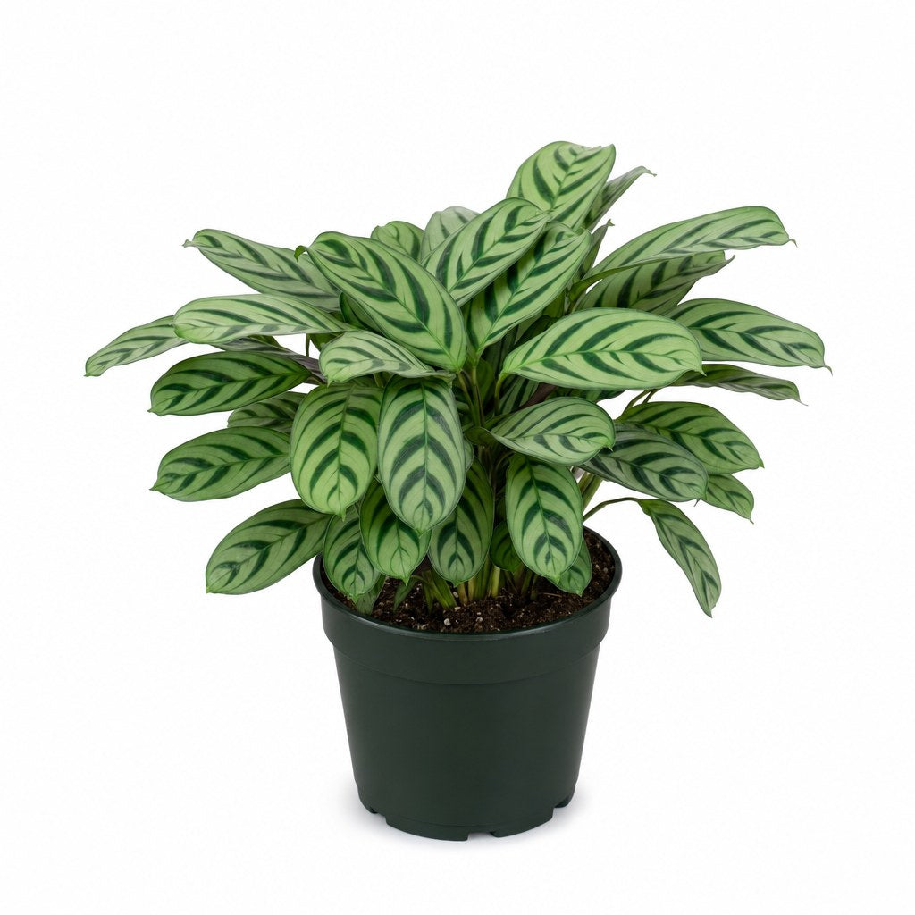 Ctenanthe Burle-Marxii (Fishbone Prayer Plant) - Live Indoor Plant - live indoor plant - Whats New Furniture Portland OR