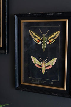 Framed Moth Print Under Glass — view 2