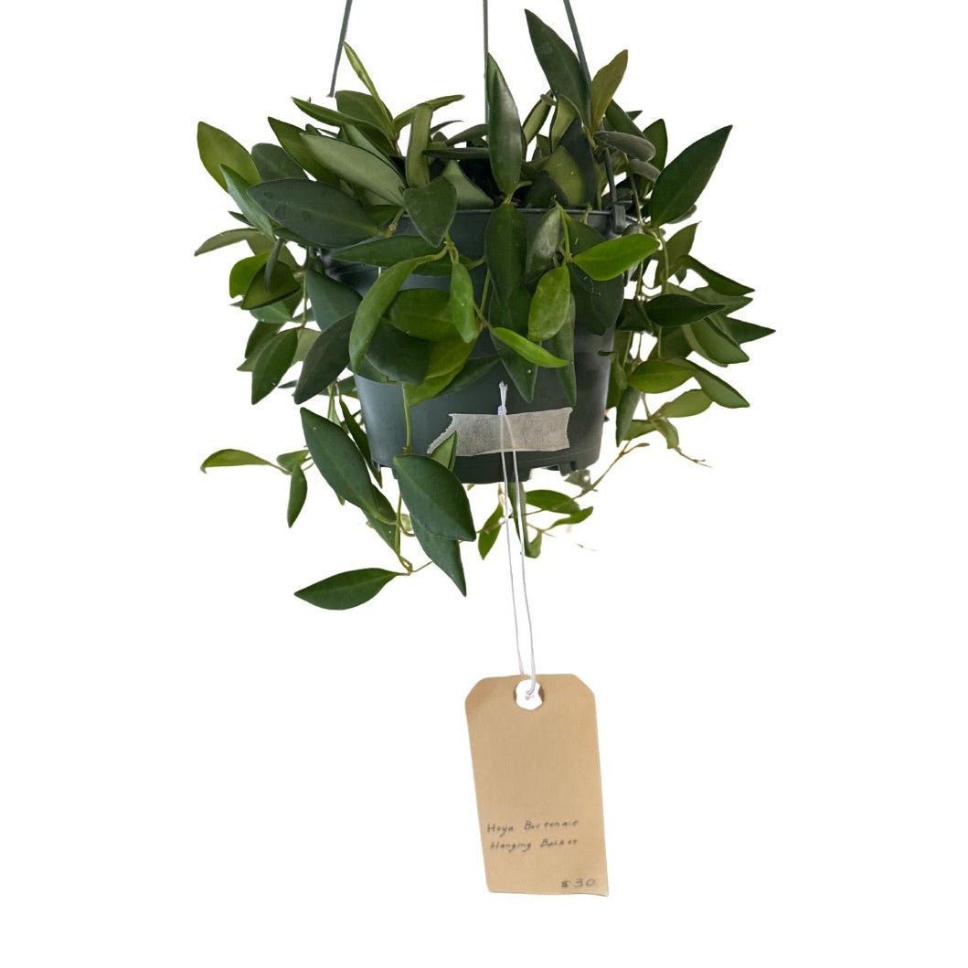 Hoya Burtoniae - Live Plant - live indoor plant - Whats New Furniture Portland OR