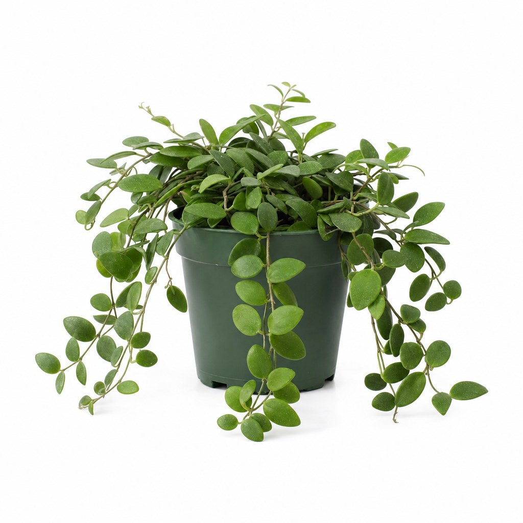 Hoya Skinneriana - Live Indoor Plant - live indoor plant - Whats New Furniture Portland OR