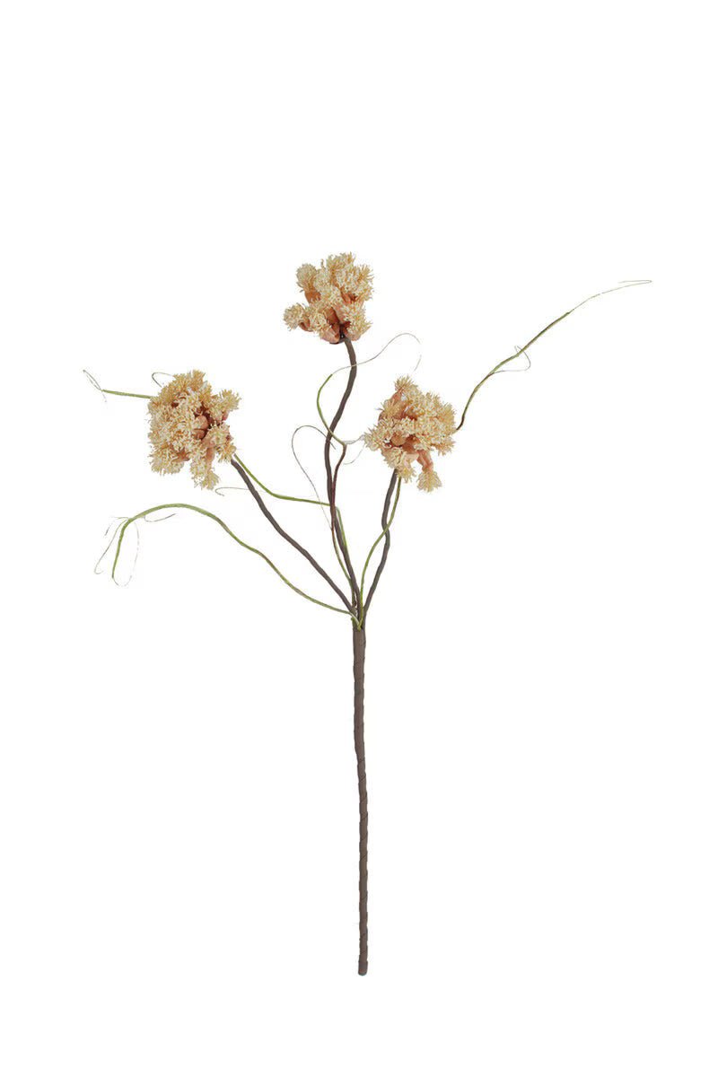 Botanica 