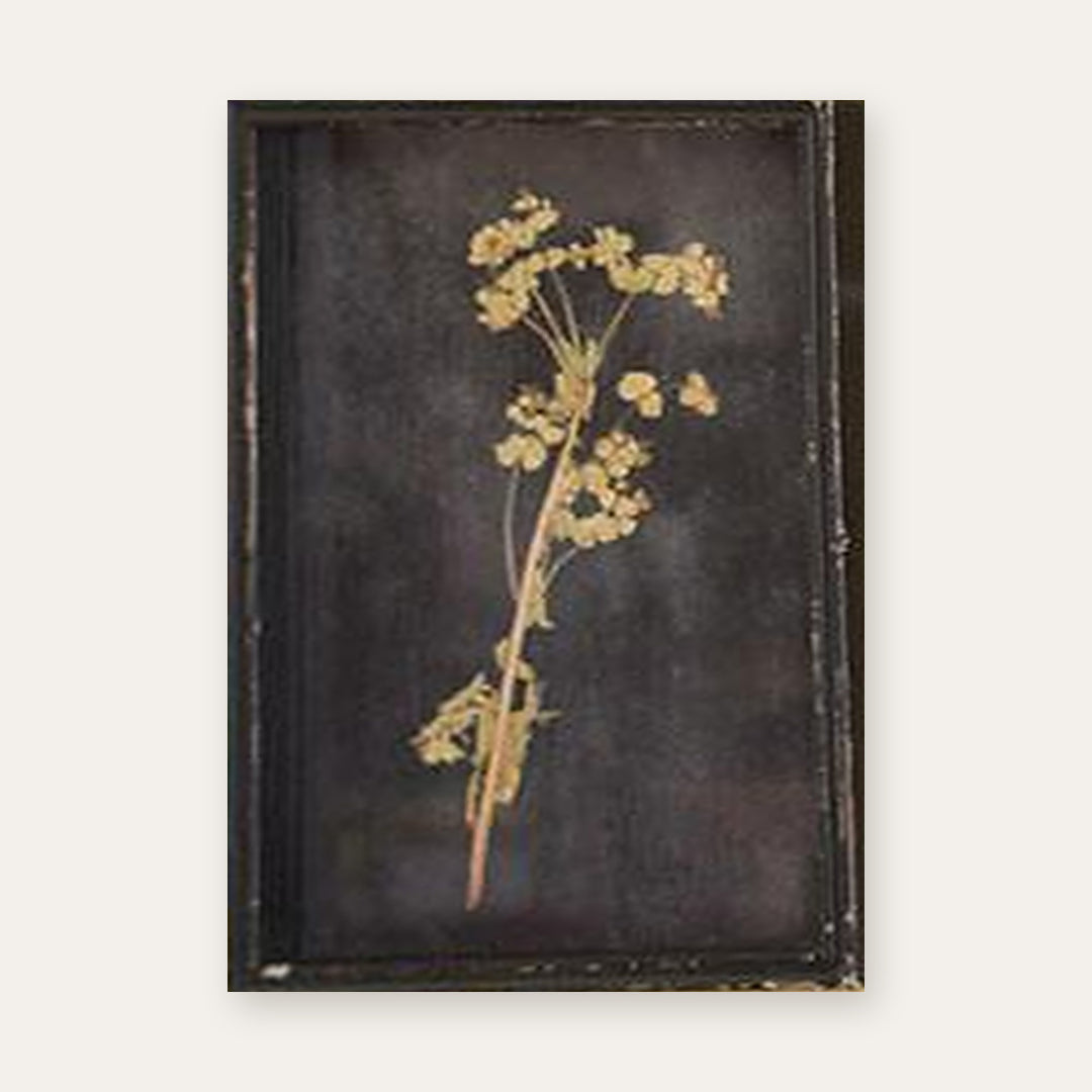 Botanical print of a spray of tiny cream blossoms pressed under glass in a distressed black frame