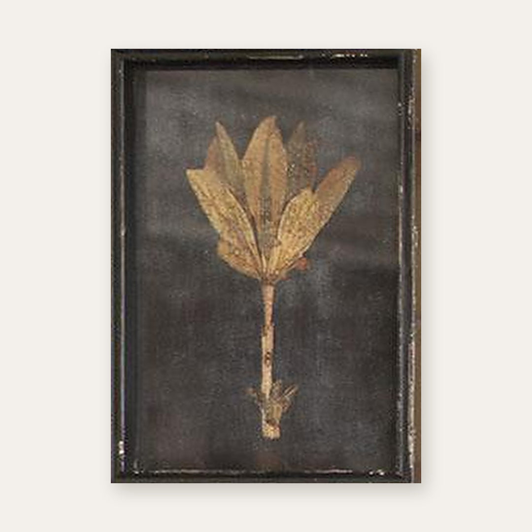 Botanical print of broad fanned leaves pressed under glass in a distressed black frame