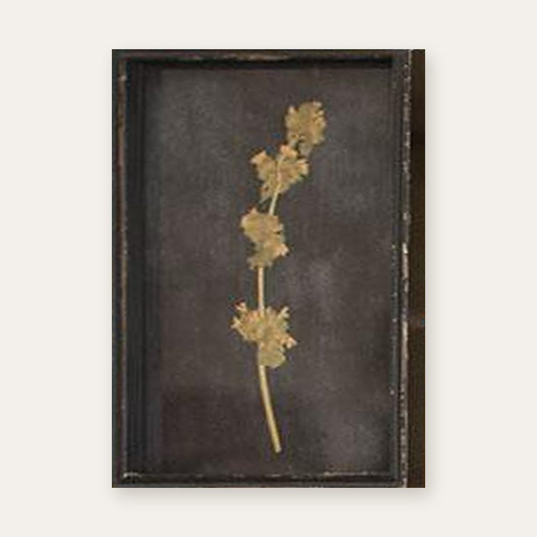 Botanical print of a scalloped leaf stem pressed under glass in a distressed black frame