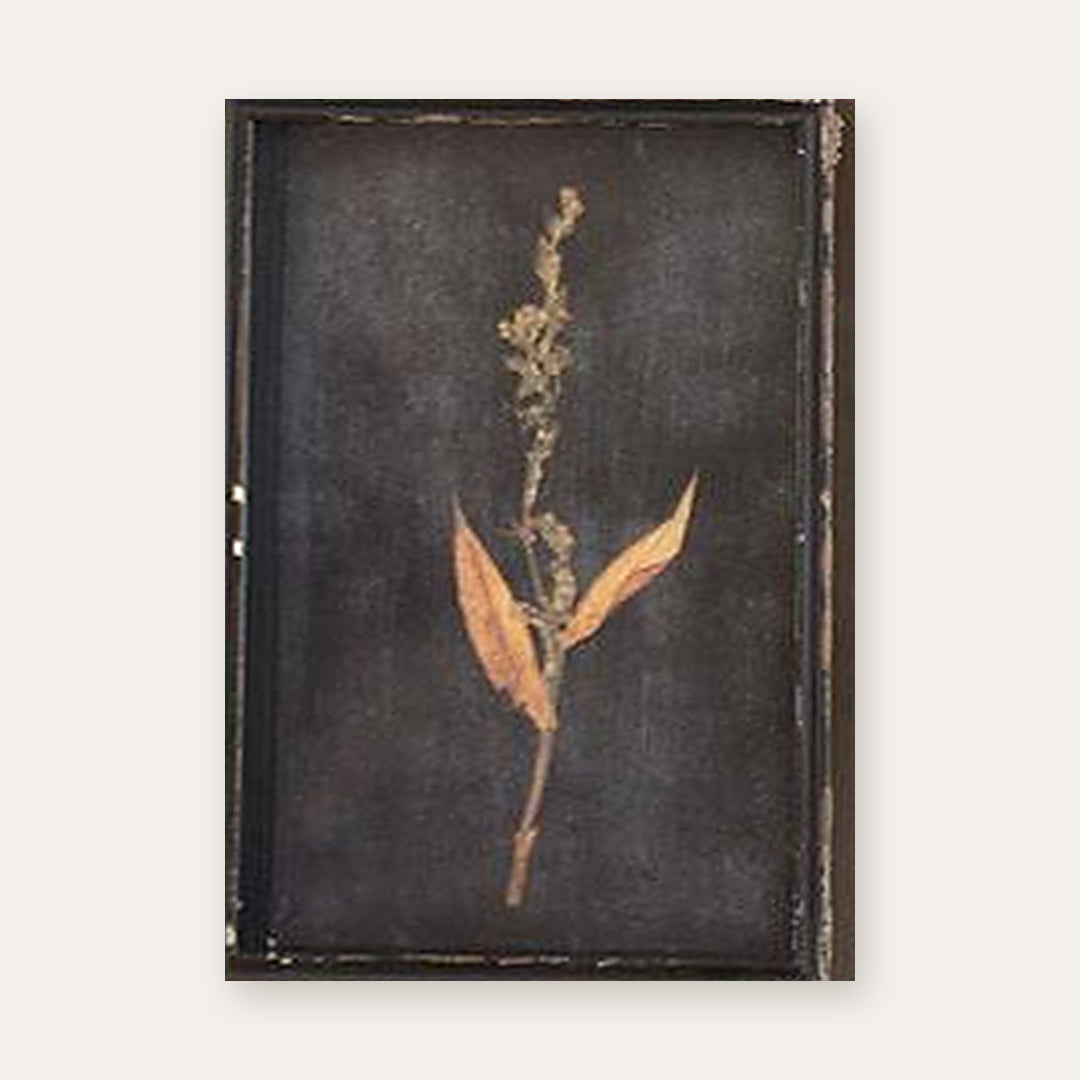 Botanical print of a seeded spike with rust-toned leaves pressed under glass in a distressed black frame