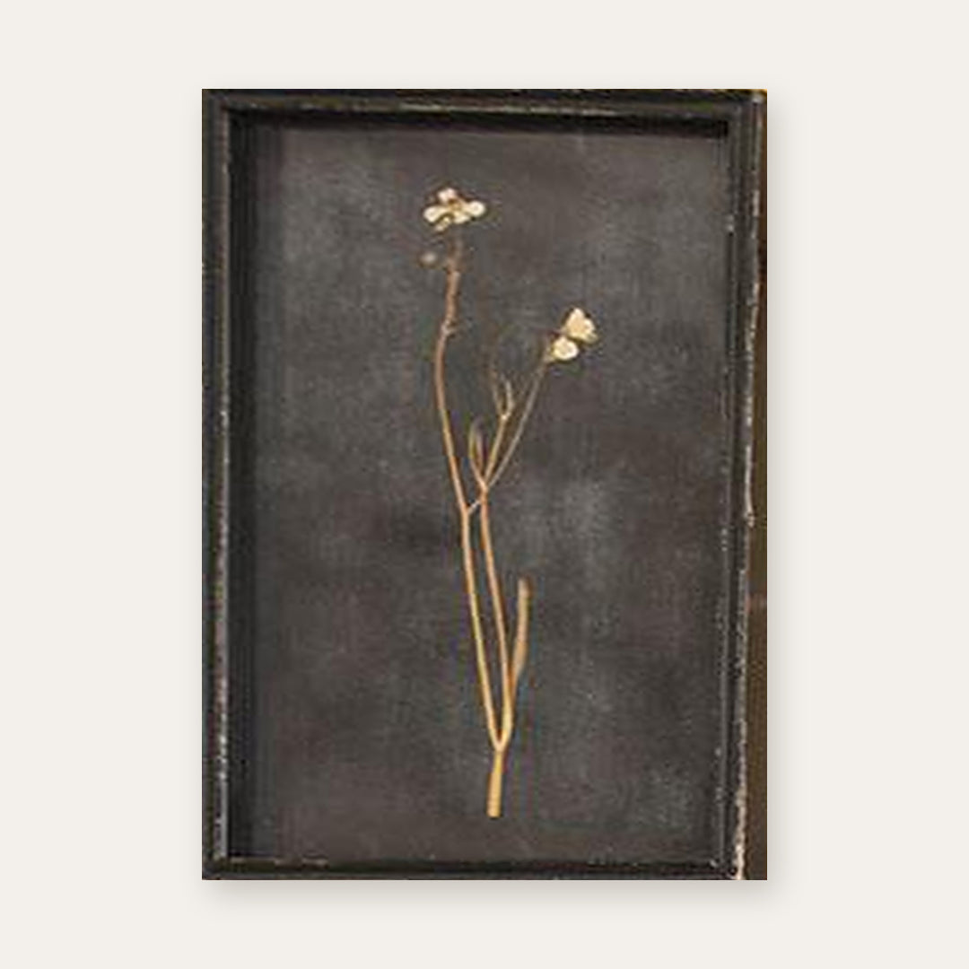 Botanical print of a white blossom stem pressed under glass in a distressed black frame