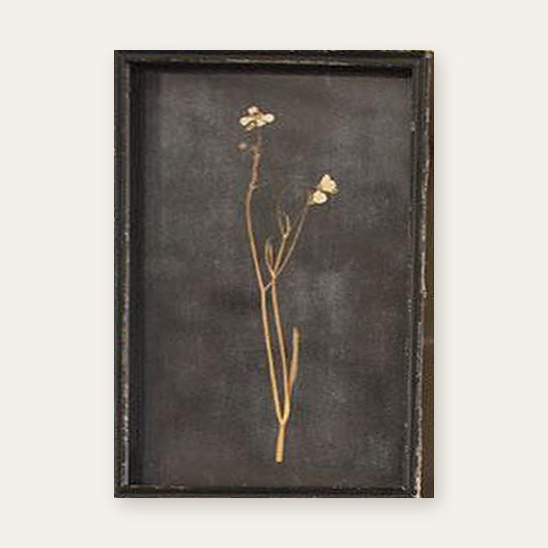 Botanical print of a white blossom stem pressed under glass in a distressed black frame