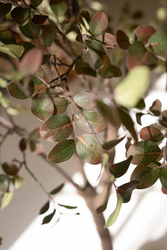 Faux Crepe Myrtle Tree in Black Pot — detail view 3