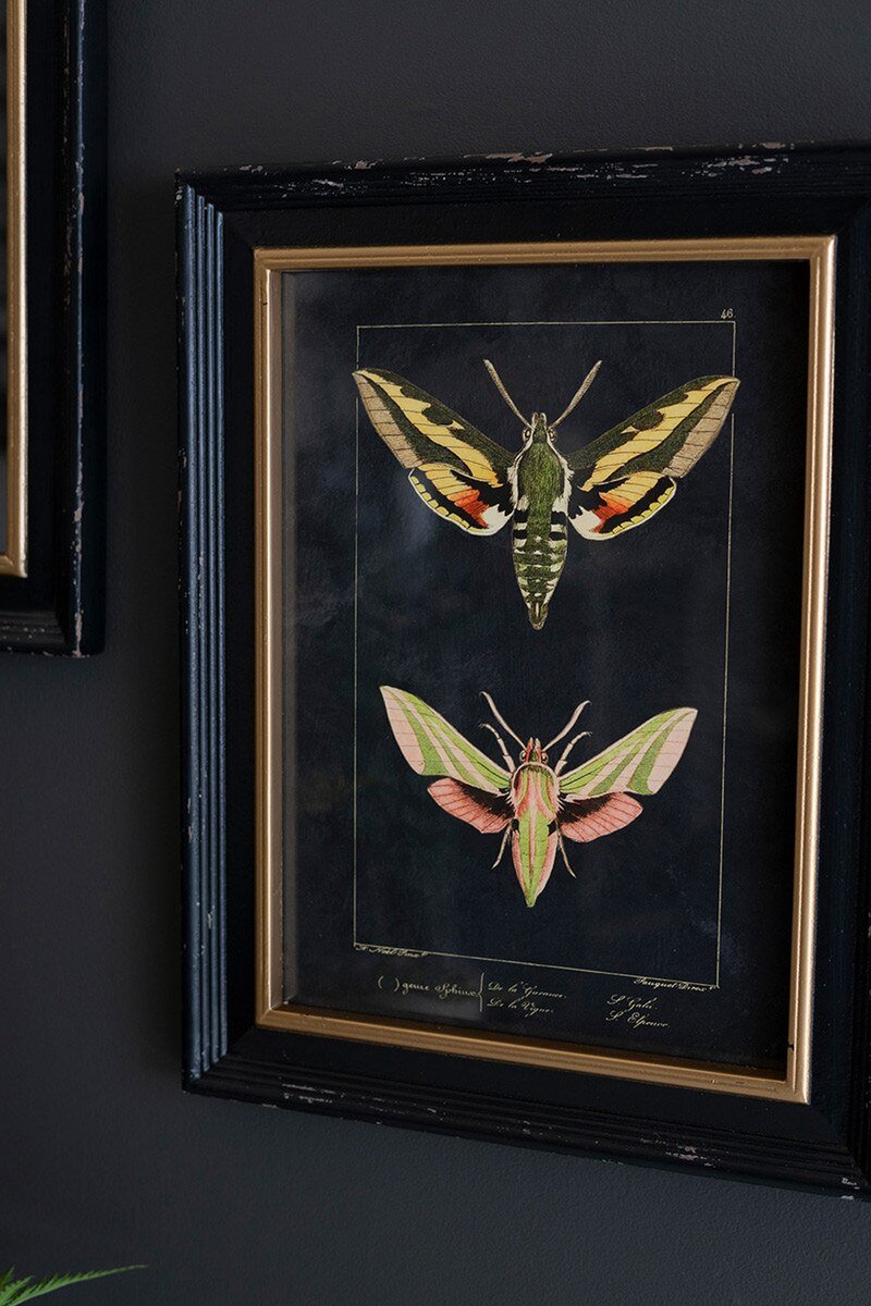 Set of Two Framed Moth Prints Under Glass - What&