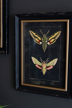 Set of Two Framed Moth Prints Under Glass - What&