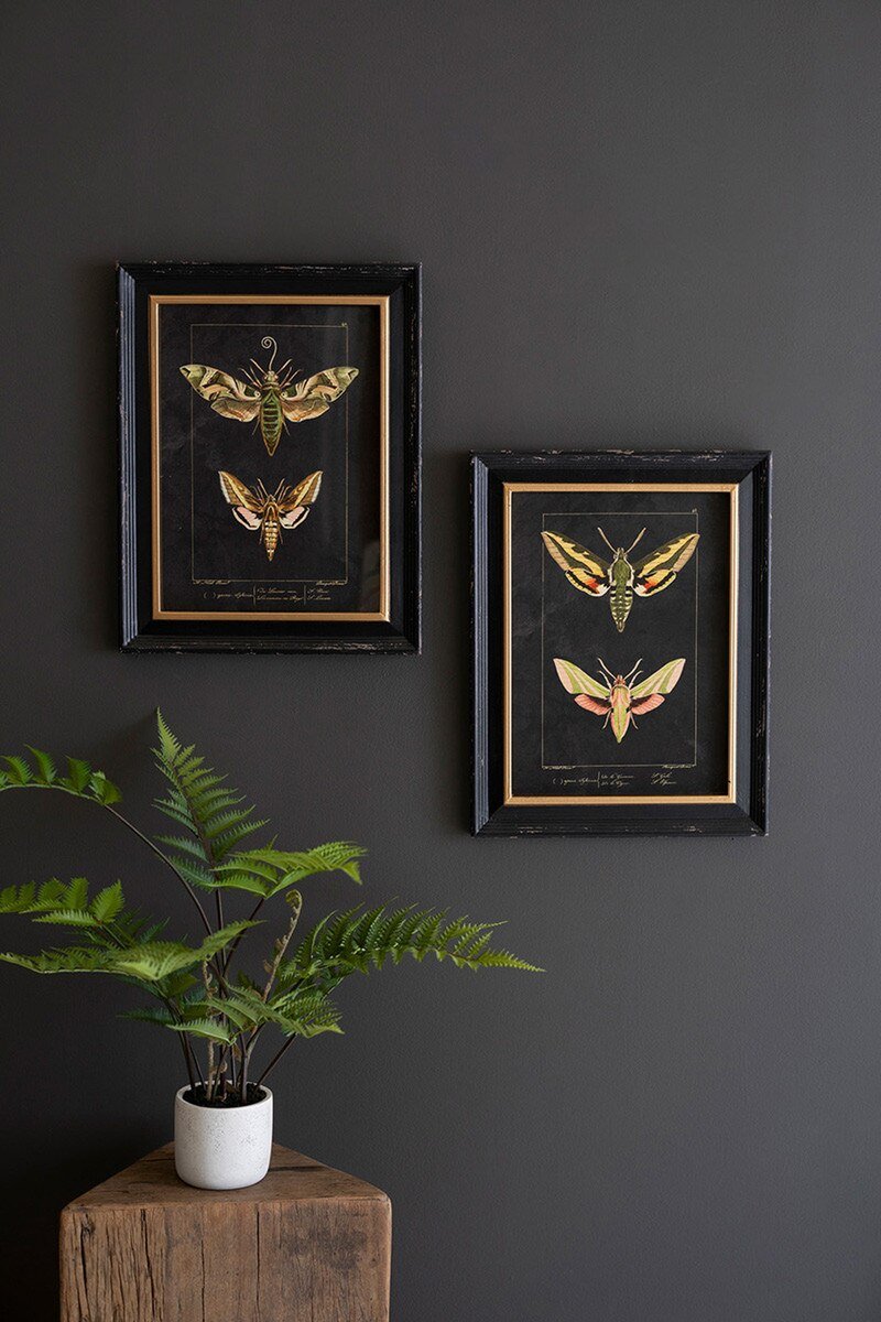 Set of Two Framed Moth Prints Under Glass - What's New Furniture - Portland, Oregon