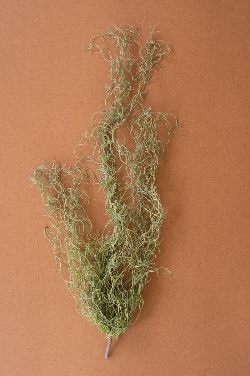 Faux Green Moss — What's New Furniture Portland