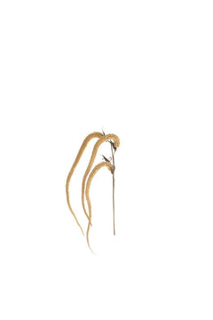 Faux Natural Hanging Amaranthus, 42.5-Inch Stem — view 4