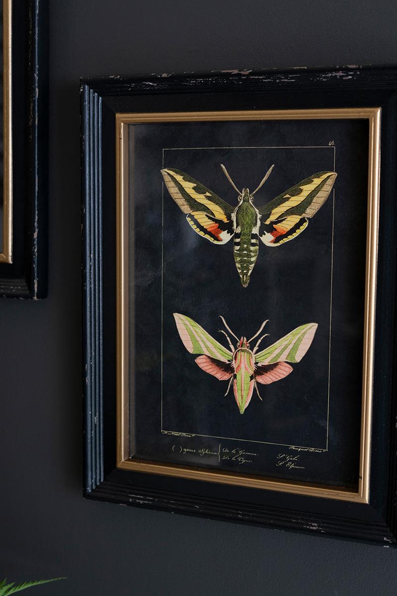 Framed Moth Print Under Glass — view 2