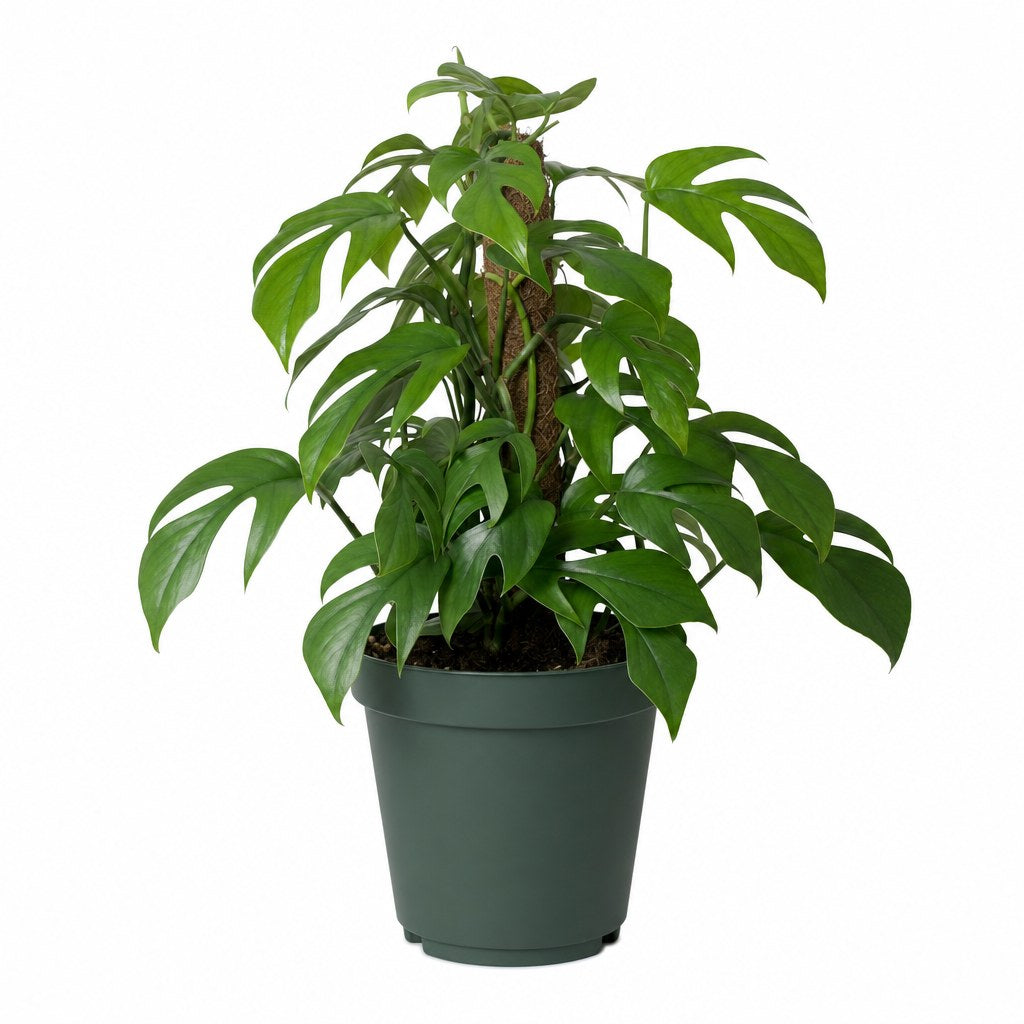 Mini Monstera - Live Indoor Plant - live indoor plant - Whats New Furniture Portland OR