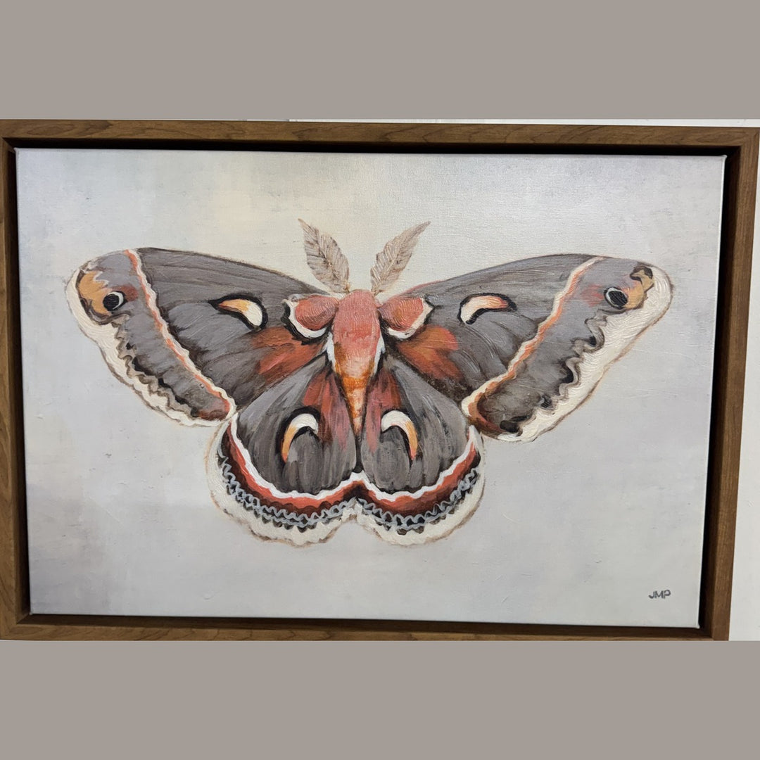 Framed painting of a cecropia moth in greys and rust red, in a natural wood floater frame