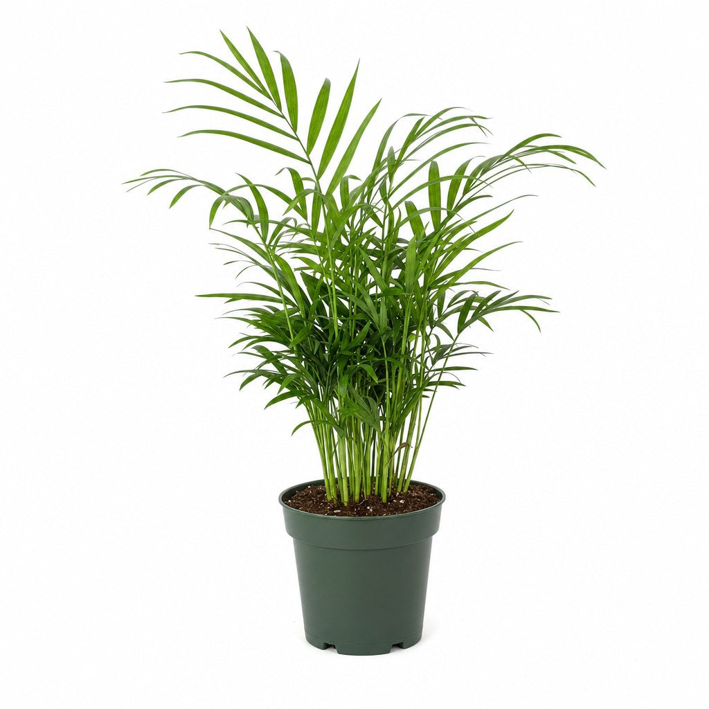 Parlor Palm - Live Indoor Plant - live indoor plant - Whats New Furniture Portland OR