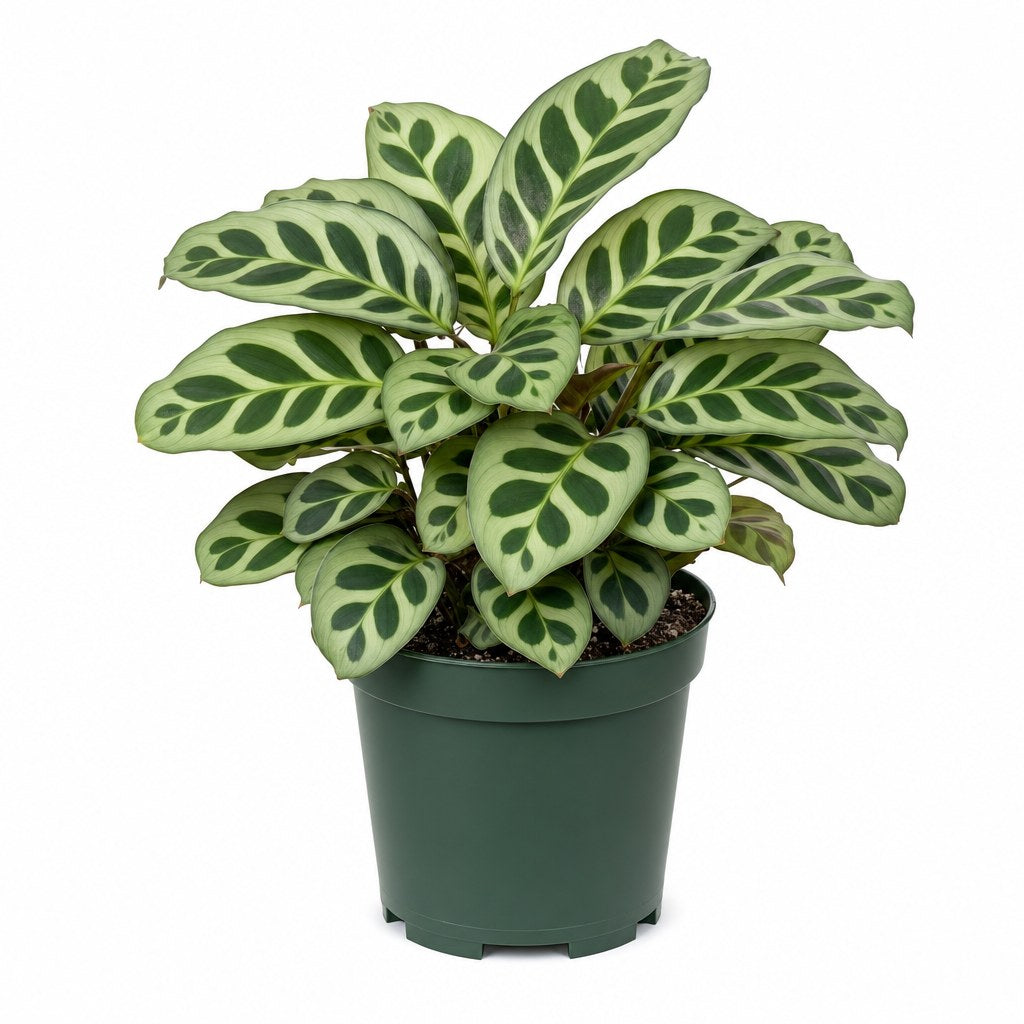 Peacock Calathea - Live Indoor Plant - live indoor plant - Whats New Furniture Portland OR