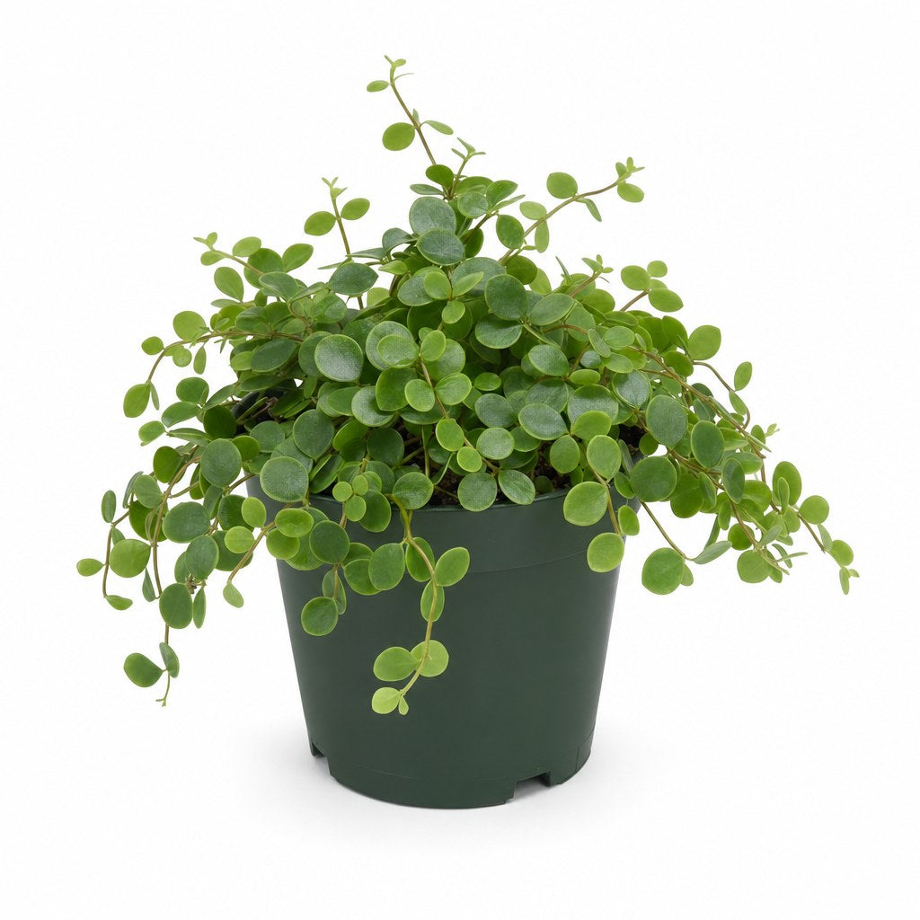 Peperomia 'Hope' - Live Indoor Plant - live indoor plant - Whats New Furniture Portland OR