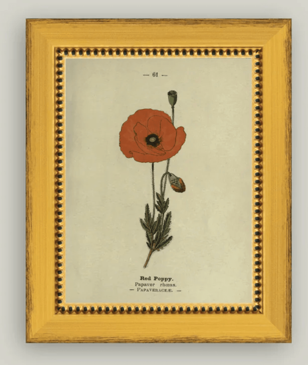 Red Poppy - What's New Furniture - Portland, Oregon