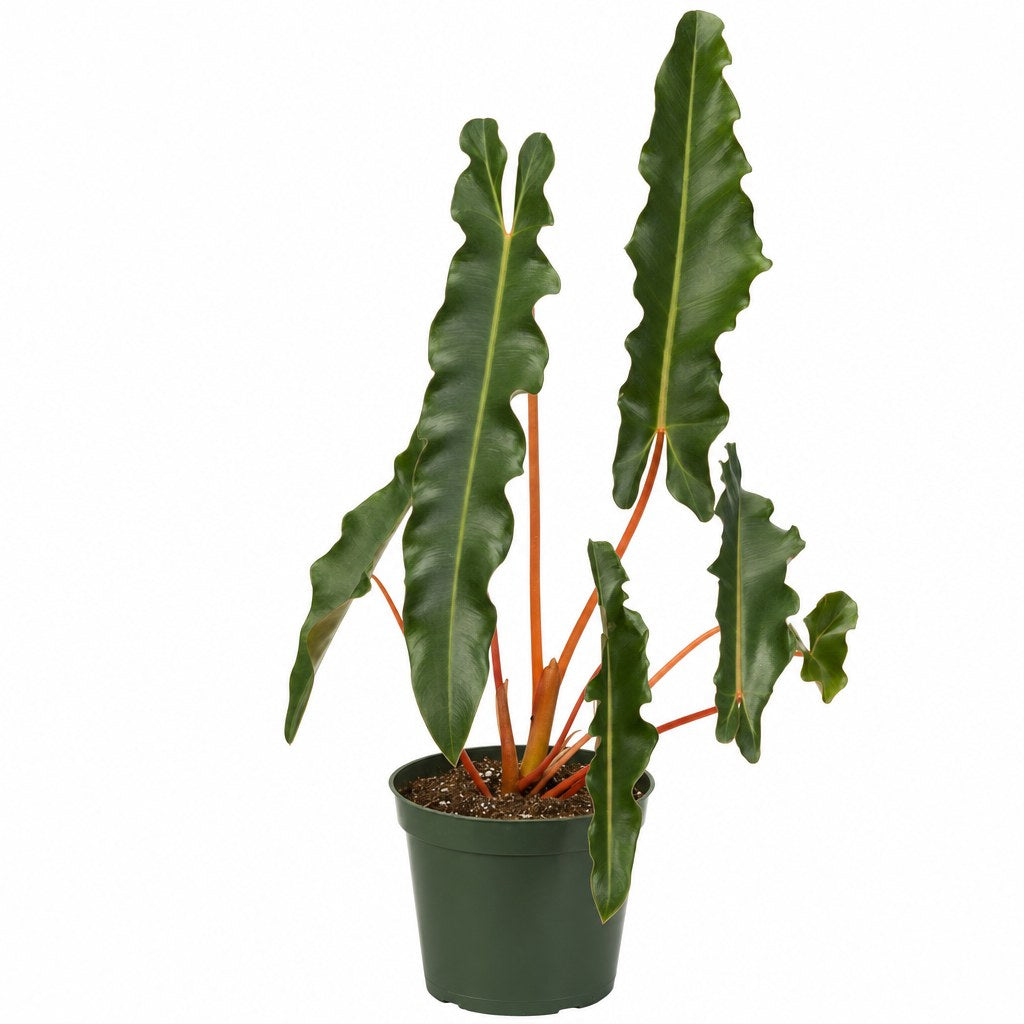 Philodendron Billietiae - Live Indoor Plant - live indoor plant - Whats New Furniture Portland OR