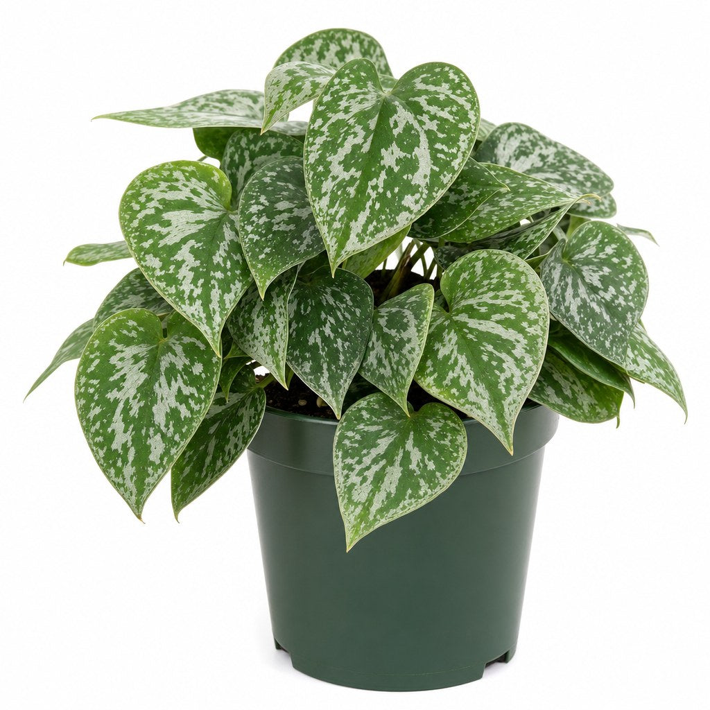 Philodendron Brandtianum - Live Indoor Plant - live indoor plant - Whats New Furniture Portland OR