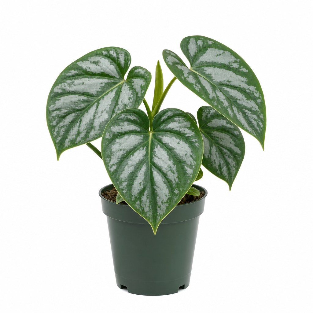 Philodendron Mamei - Live Indoor Plant - live indoor plant - Whats New Furniture Portland OR