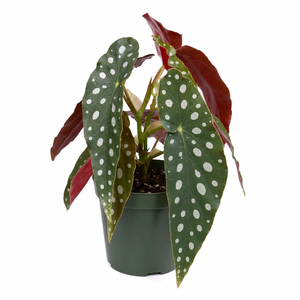 Polka Dot Begonia - Live Indoor Plant - live indoor plant - Whats New Furniture Portland OR