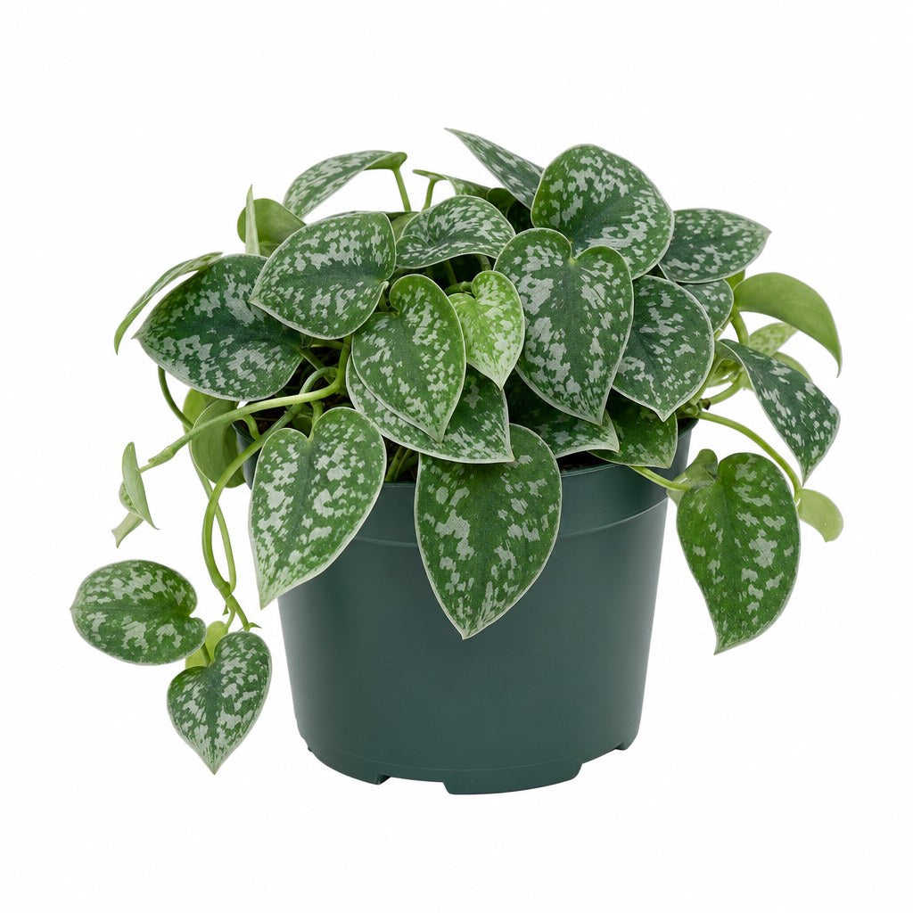 Satin Pothos - Live Indoor Plant - live indoor plant - Whats New Furniture Portland OR