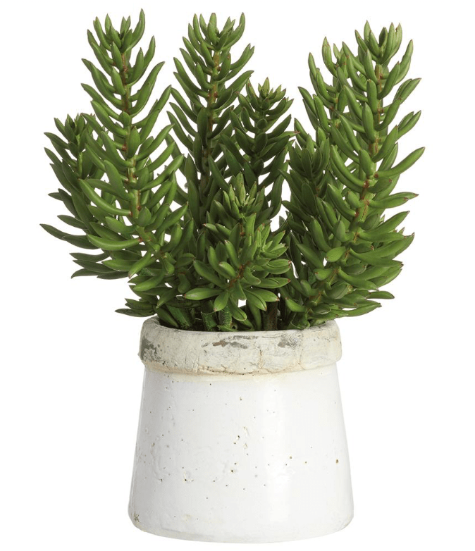 Senecio in Stoneware Container in Green Stoneware - faux senecio plant - Whats New Furniture Portland OR