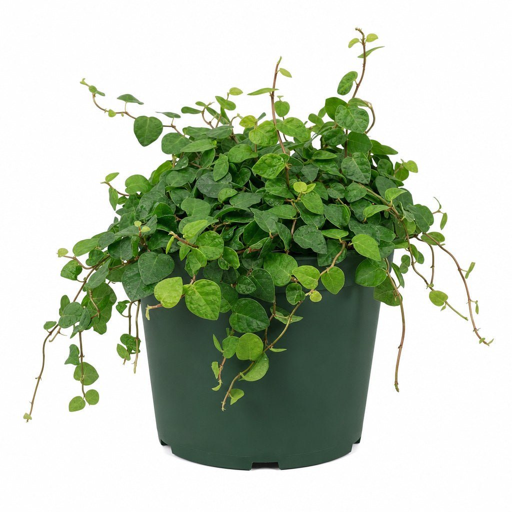 Creeping Fig - Live Indoor Plant - live indoor plant - Whats New Furniture Portland OR