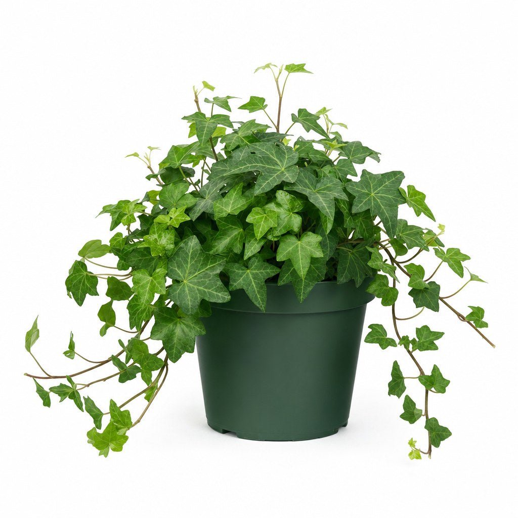 Danish Ivy - Live Indoor Plant - live indoor plant - Whats New Furniture Portland OR