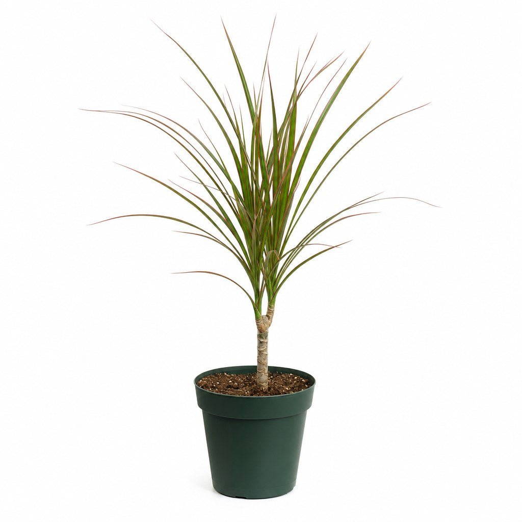 Dragon Tree - Live Indoor Plant - live indoor plant - Whats New Furniture Portland OR