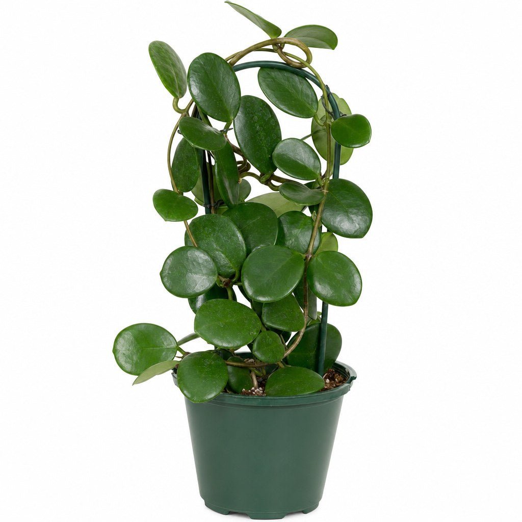 Hoya Australis - Live Indoor Plant - live indoor plant - Whats New Furniture Portland OR